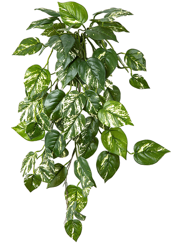 Pothos Hanging Bush (FR) 70 cm
