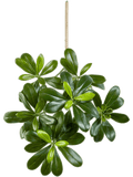 Pittisporum Mountain Bush (FR) 40 cm