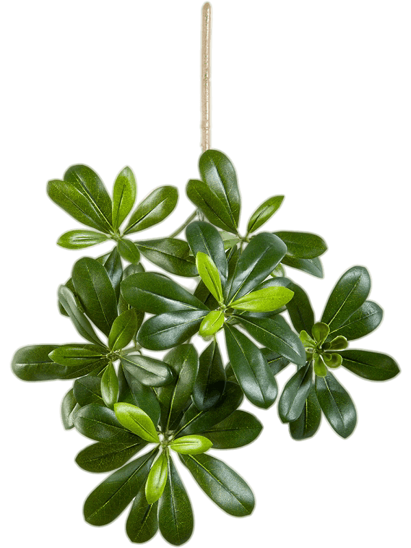Pittisporum Mountain Bush (FR) 40 cm