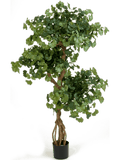 Sweet gingko Vertakt (FR) 145 cm