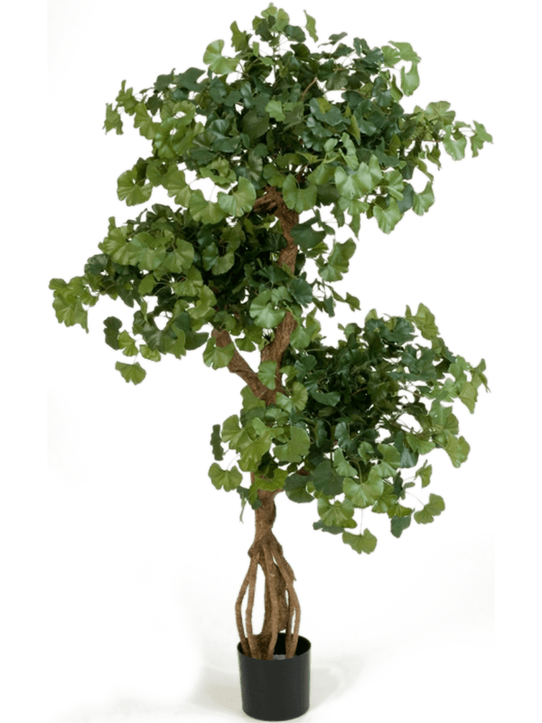 Sweet gingko Vertakt (FR) 145 cm
