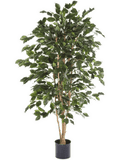 Ficus Exotica Tree (FR) 180 cm