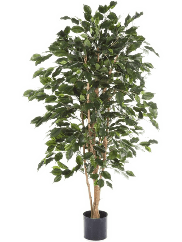 Ficus Exotica Tree (FR) 180 cm