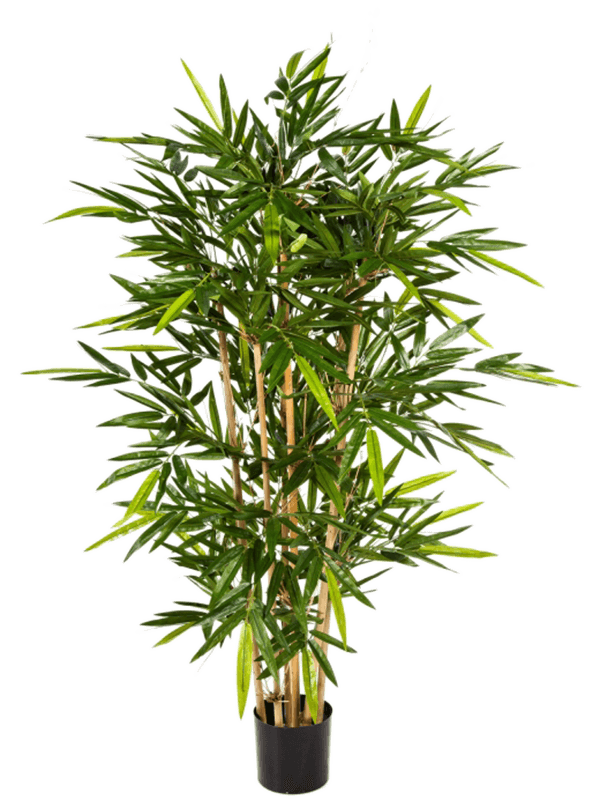 Bamboo Vertakt (FR) 150 cm