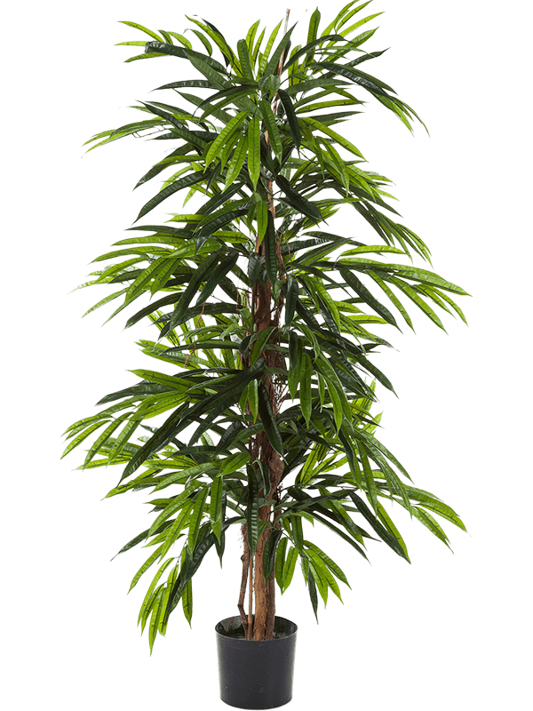 Ficus Longifolia Vertakt (FR) 150 cm