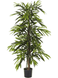 Ficus Longifolia Vertakt 180 cm