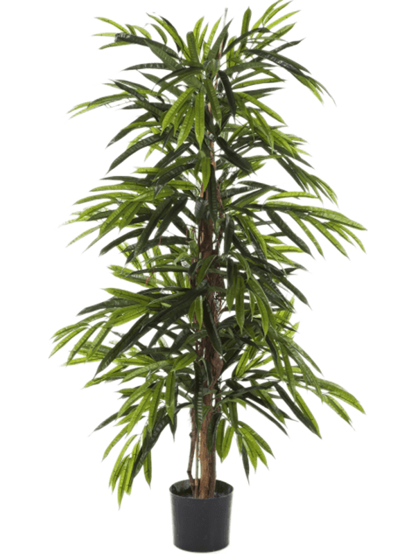 Ficus Longifolia Vertakt 180 cm