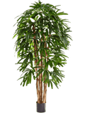 Rhapis Toef 150 cm