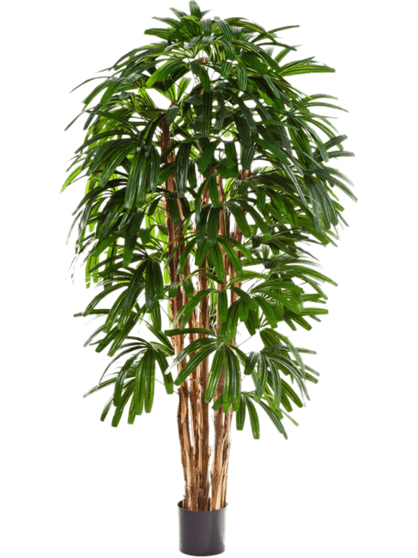Rhapis Toef 150 cm