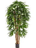 Rhapis Toef (FR) 180 cm
