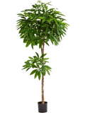 Pachira Bol (FR) 180 cm