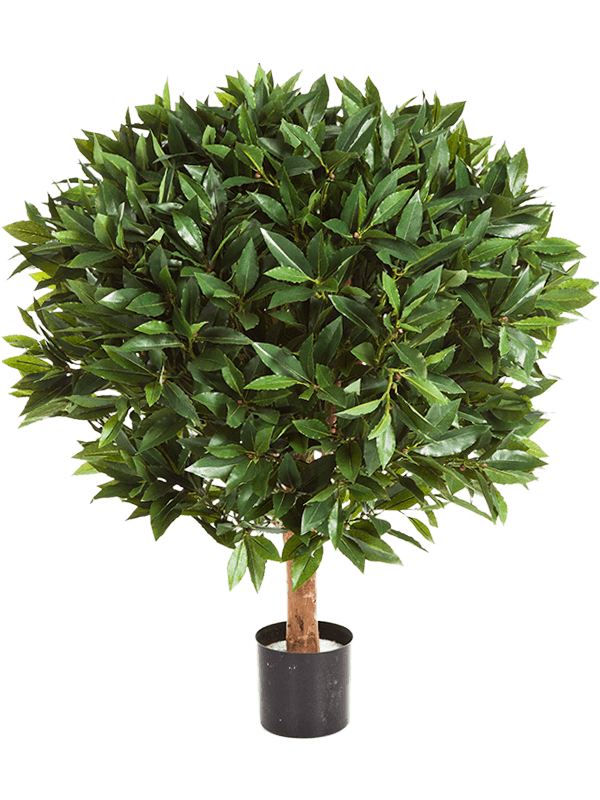Laurus Nobilis Bol Op Stam (FR) 80 cm
