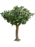 Giant Common Oak 12' Tree (FR) 360 cm