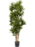 Dracaena Reflexa Vertakt (FR) 150 cm