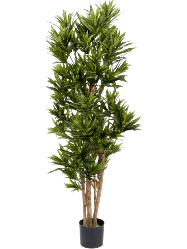 Dracaena Reflexa Vertakt (FR) 150 cm