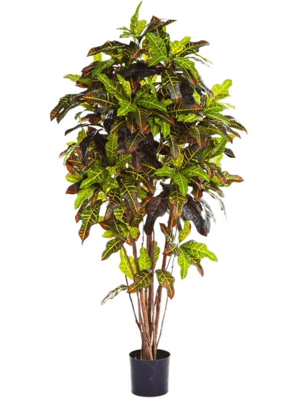 Croton Vertakt (FR) 150 cm