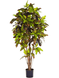 Croton Vertakt 180 cm
