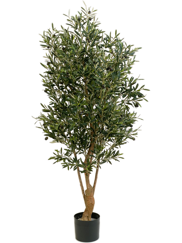 Natural Twisted Olive Tree (FR) 180 cm