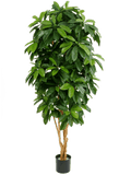 Schefflera Vertakt 140 cm