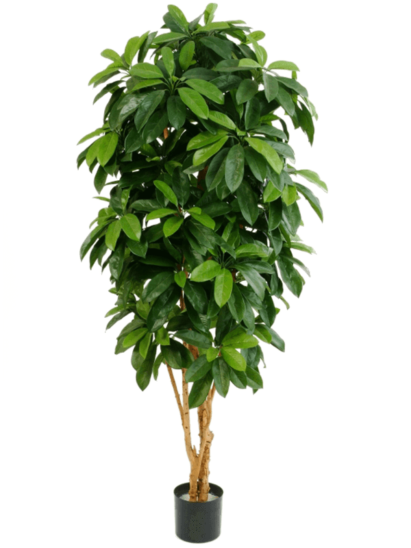 Schefflera Vertakt 140 cm