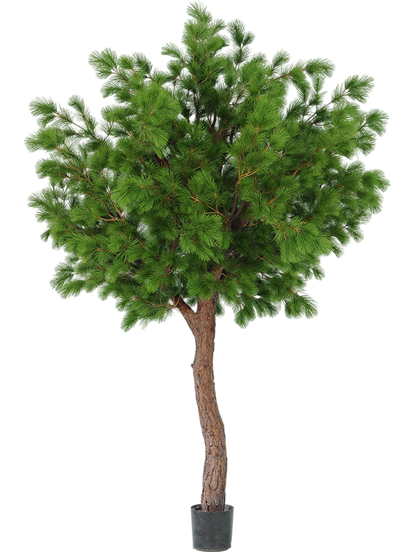 Pinus Tree (FR) 300 cm