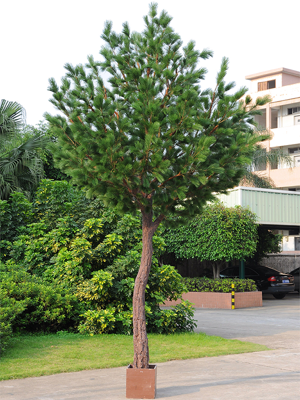 Pinus Tree (FR) 420 cm