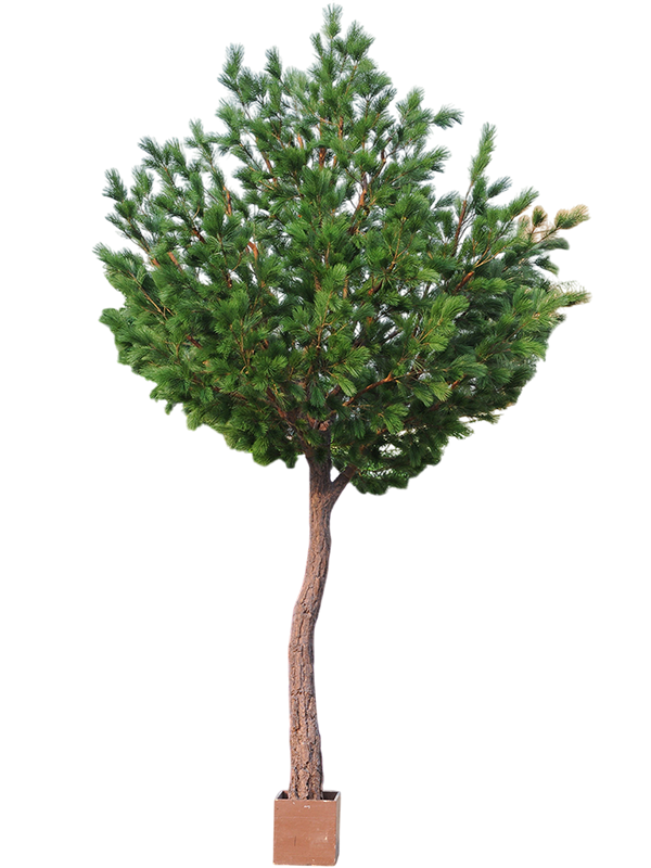 Pinus Tree (FR) 420 cm