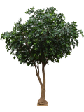 Oak Tree (FR) 380 cm