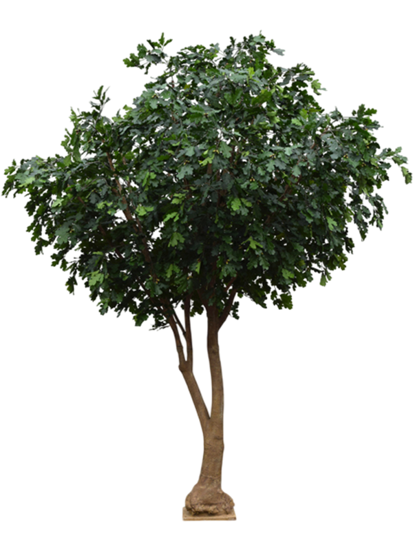 Oak Tree (FR) 380 cm