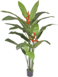 Heliconia Palm (FR) 170 cm