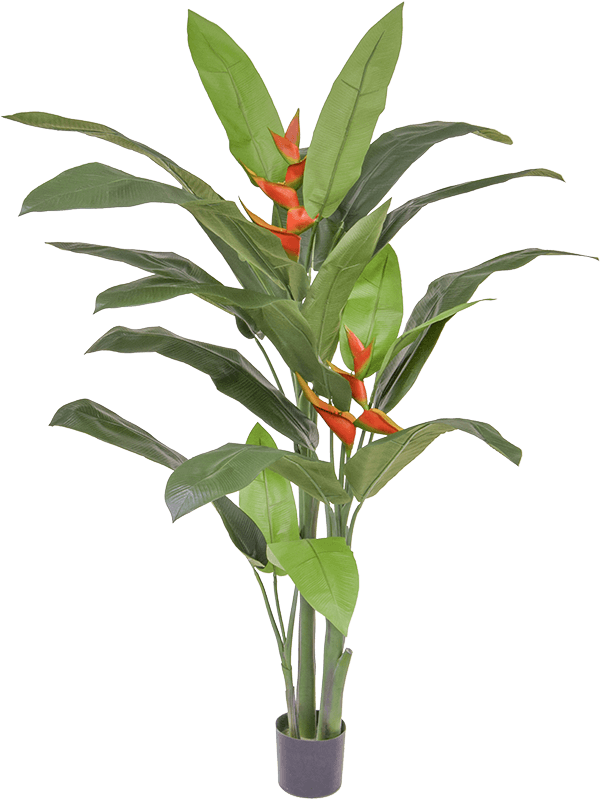 Heliconia Palm (FR) 170 cm