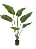 Strelitzia Bird of Paradise (FR) 120 cm