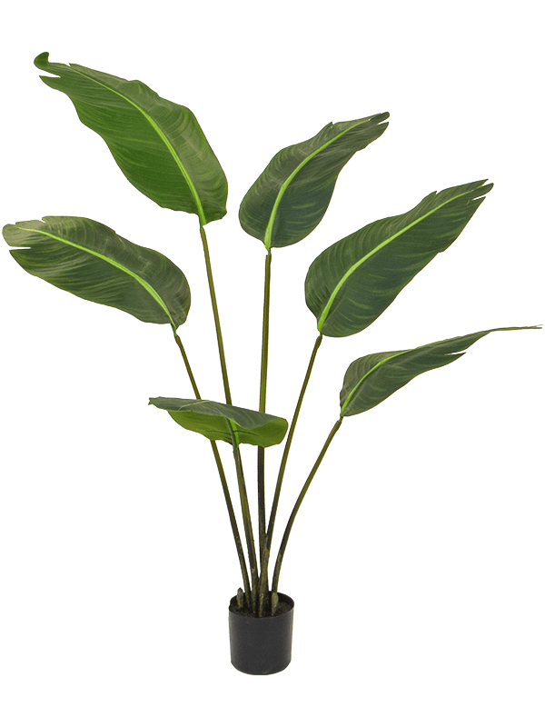 Strelitzia Bird of Paradise (FR) 120 cm