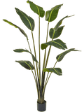 Strelitzia Bird of Paradise (FR) 180 cm