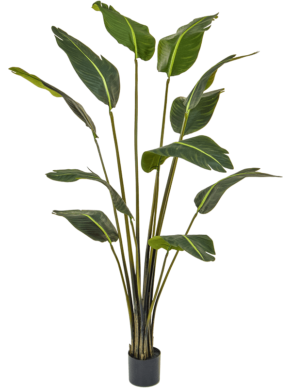 Strelitzia Bird of Paradise (FR) 180 cm
