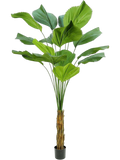 Palm Licuala Grandis (FR) 120 cm