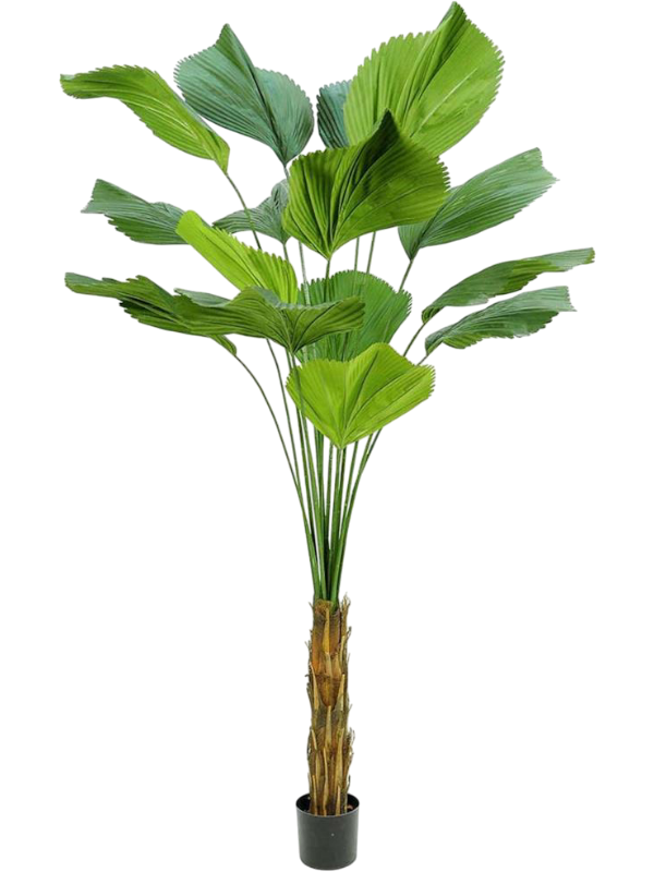 Palm Licuala Grandis (FR) 120 cm