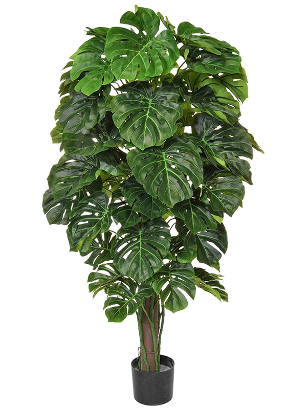 Monstera Bush (FR) 150 cm
