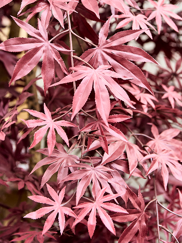 Japanese Maple Multi Trunk FR 250 cm
