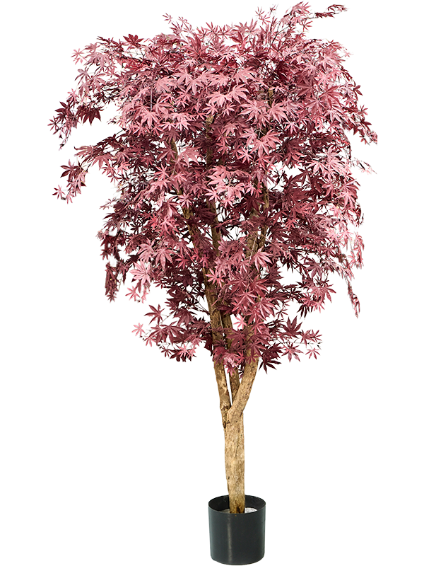 Japanese Maple Multi Trunk FR 250 cm