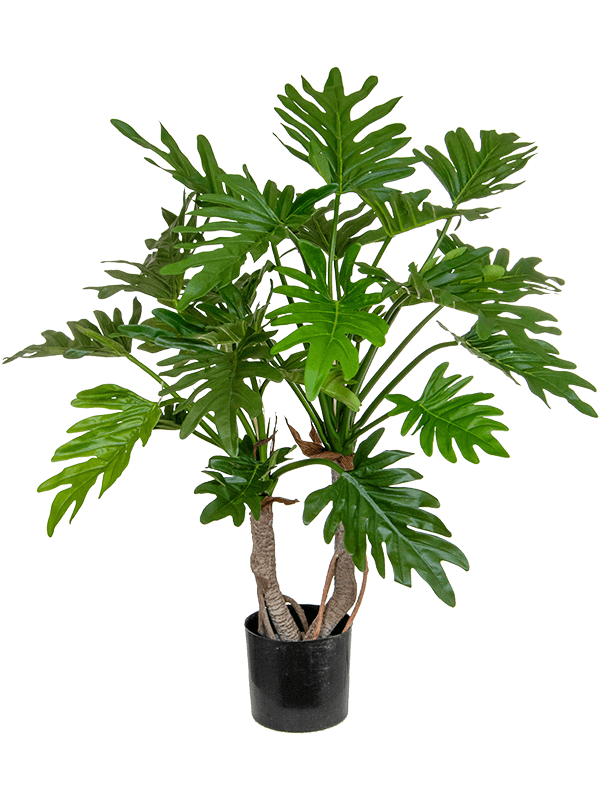 Philodendron Bush (FR) 76 cm