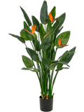 Strelitzia In Pot (FR) 150 cm