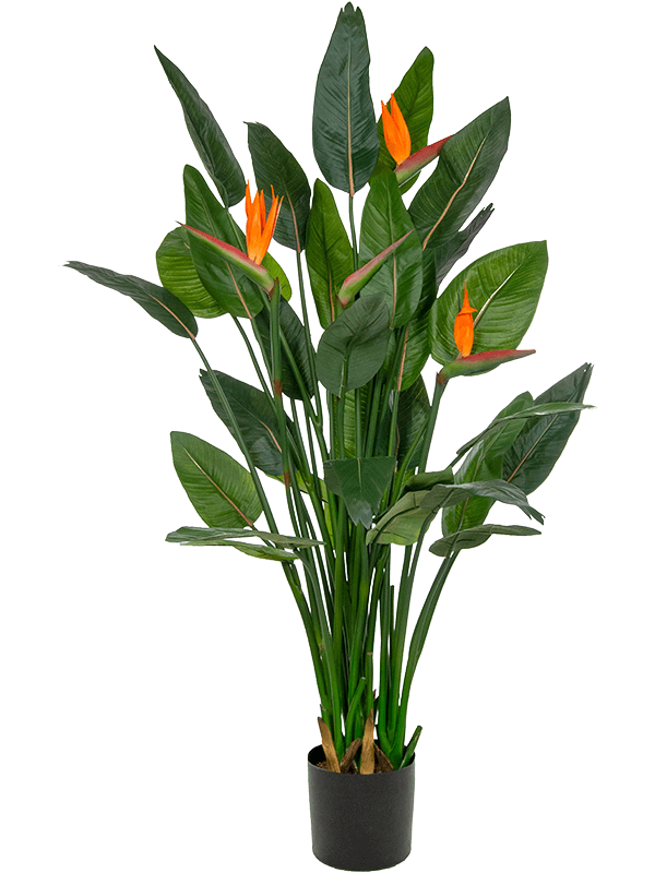 Strelitzia In Pot (FR) 150 cm