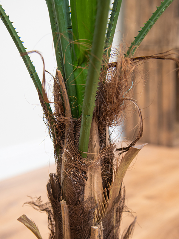 Palm Grandis (FR) 90 cm