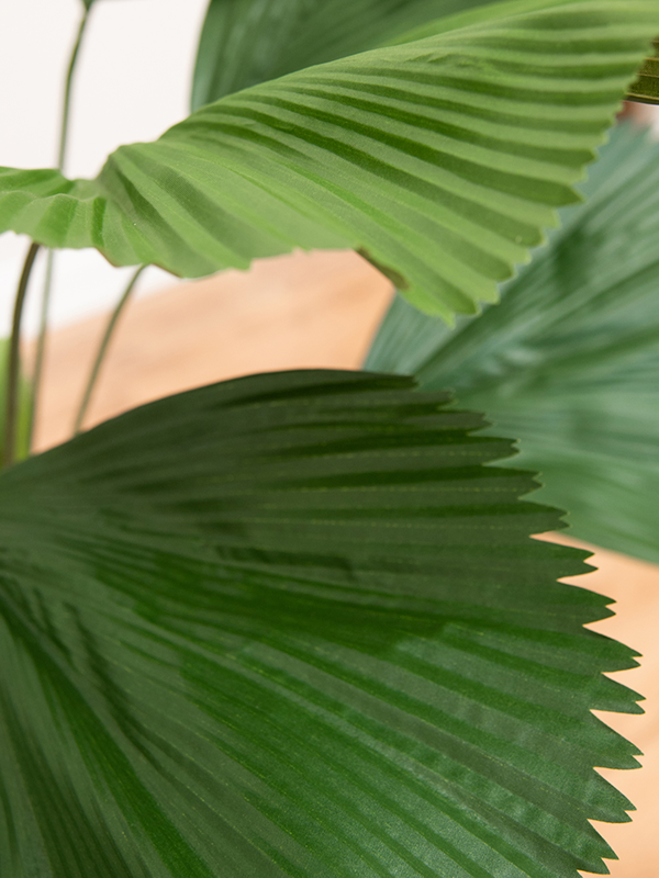 Palm Grandis (FR) 90 cm
