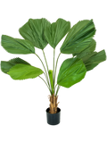 Palm Grandis (FR) 90 cm
