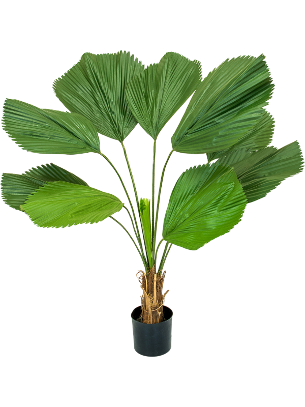 Palm Grandis (FR) 90 cm