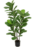 Fiddle Tree Bush (FR) 130 cm