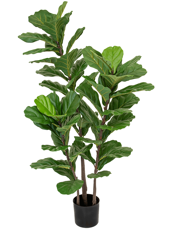 Fiddle Tree Bush (FR) 130 cm