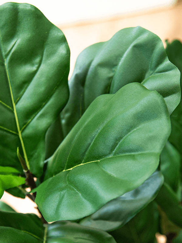 Fiddle Tree Bush (FR) 130 cm